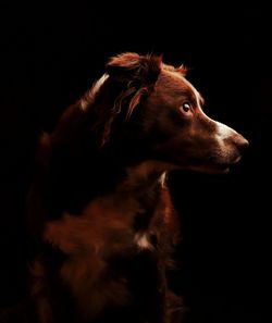 Close-up of dog over black background