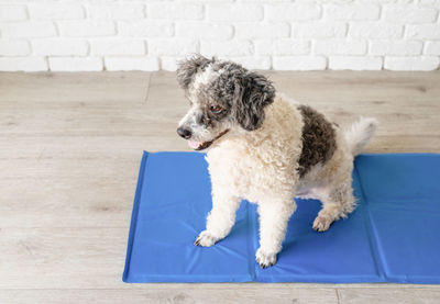 Mixed breed dog sitting on cool mat in hot day looking up, white brick wall background, summer heat