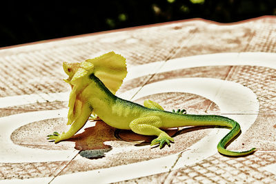 High angle view of a lizard on leaf