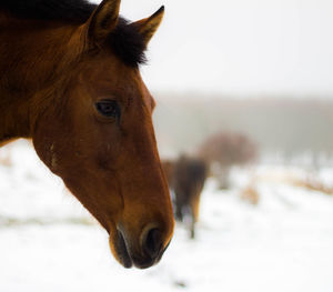 Brown horse head in the snow