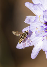 Close-up of bee pollinating on purple flower