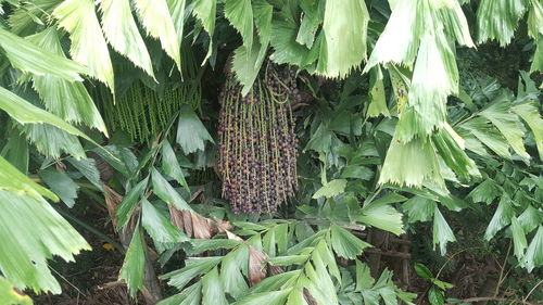 High angle view of fruits growing on tree