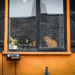 Cat looking through window