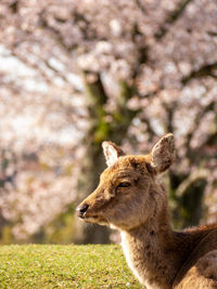 Side view of an animal on field