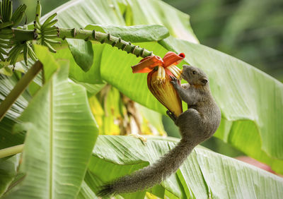Low angle view of a bird on leaves