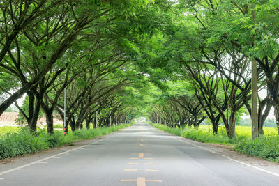 Road amidst trees