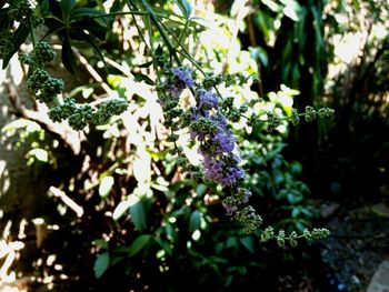 Close-up of purple flowers