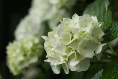 Close-up of flowers blooming outdoors