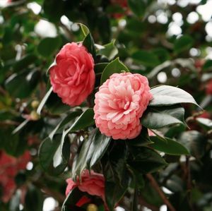 Close-up of pink rose
