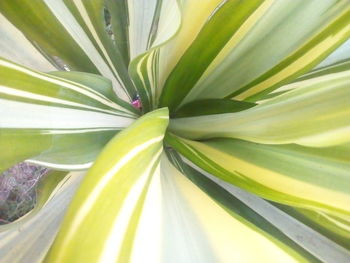 Close-up of plant