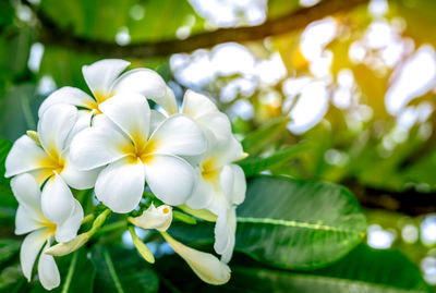 Close-up of white flowering plant