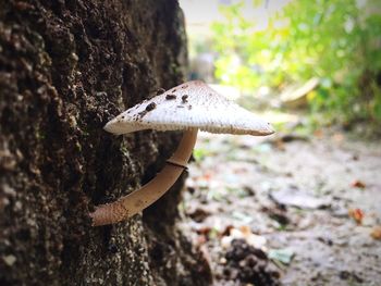 Close-up of mushroom growing on tree trunk