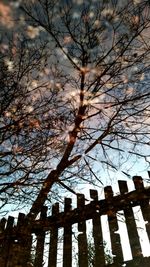 Low angle view of bare trees against sky