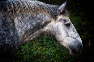 Close-up of a horse on field