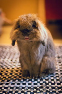 Close-up of a bunny looking like laughing