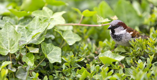 Close-up of bird perching on plant