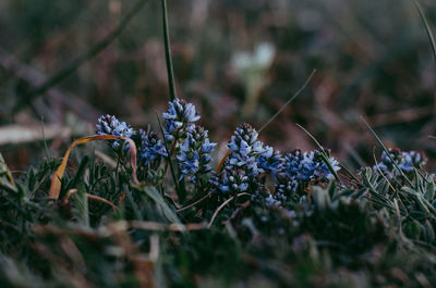 Close-up of purple flowering plants on land