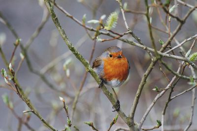 Robin on branch