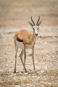 Springbok stands facing camera on rocky pan