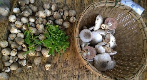 High angle view of mushrooms in basket