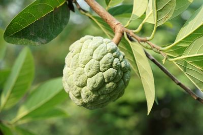 Close-up of fruit growing on plant