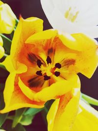 Close-up of yellow flower