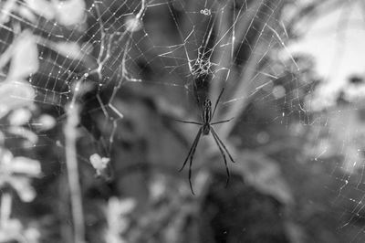 Close-up of spider on web