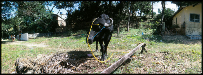 View of a horse on grass