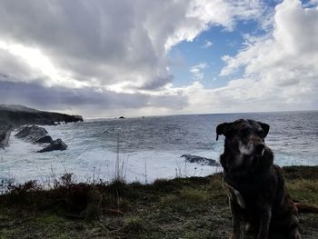 Dog on beach against sky