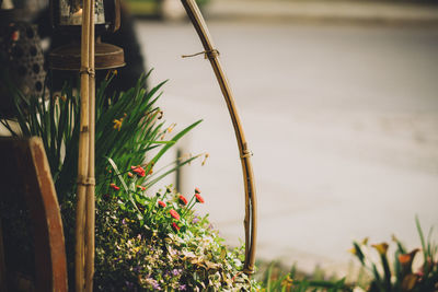 Close-up of potted plant