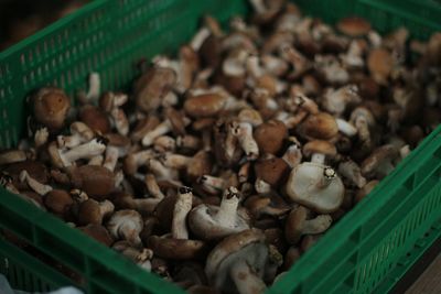 High angle view of mushrooms