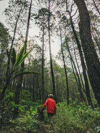 Rear view of man amidst trees in forest