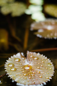 Close up of water lily