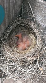 Close-up of birds in nest