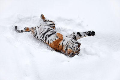 Tiger lying on snow covered field