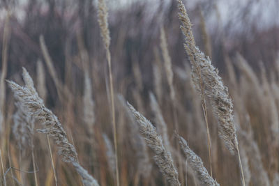 Close-up of stalks in field