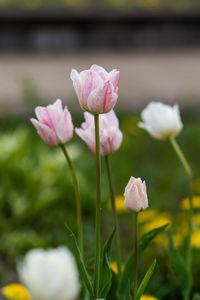 Close-up of pink flowering plant on field