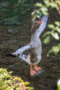 High angle view of duck in lake