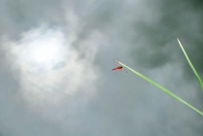 Low angle view of airplane flying against sky