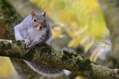 Close-up of a grey squirrel on a branch 