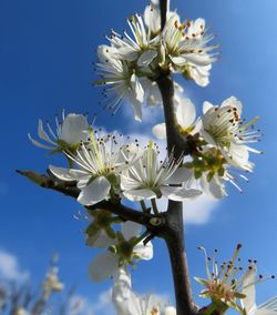 Low angle view of blooming tree against sky