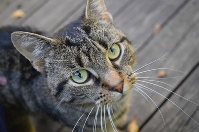 Close-up portrait of a cat