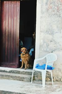 Portrait of dog 