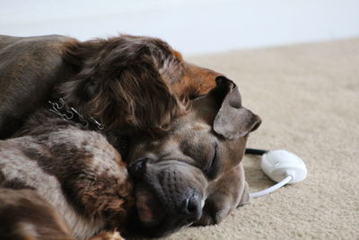 Close-up of dog sleeping