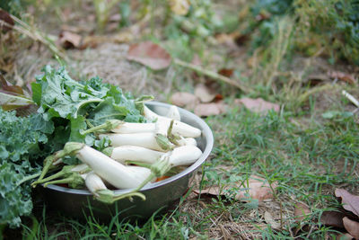 High angle view of vegetables on field