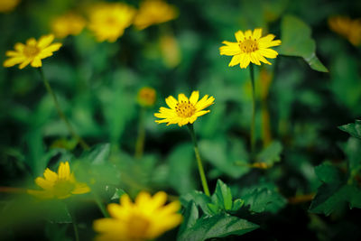 Close-up of yellow flowering plants on field