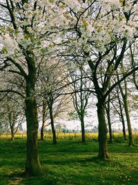 View of cherry tree in park