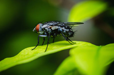 Close-up of fly on leaf