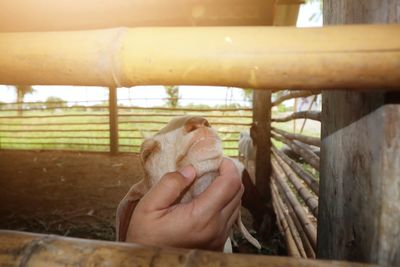 Midsection of person hand holding bird