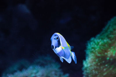 Close-up of fish swimming in sea